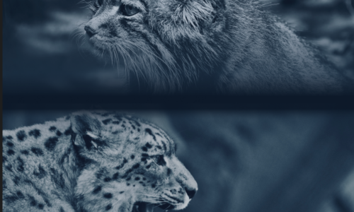 Manul and Snow Leopard Snow leopard and Manul of Mongolia