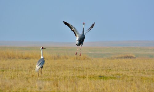 Mongolian Serengeti Experience White-Naped crane taking a flight amid the serengeti-like eastern steppe of Mongolia, where our signature wildlife custom trips depart.